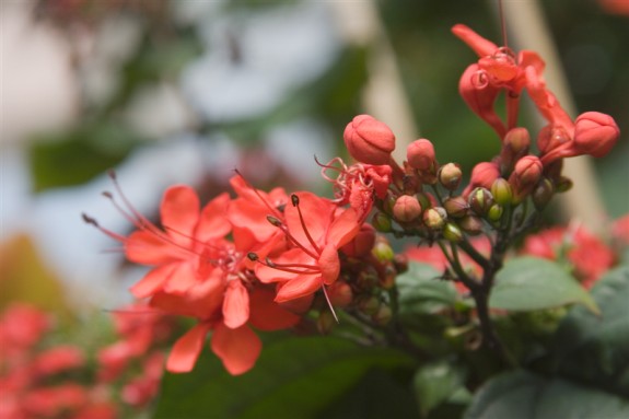 nature2516